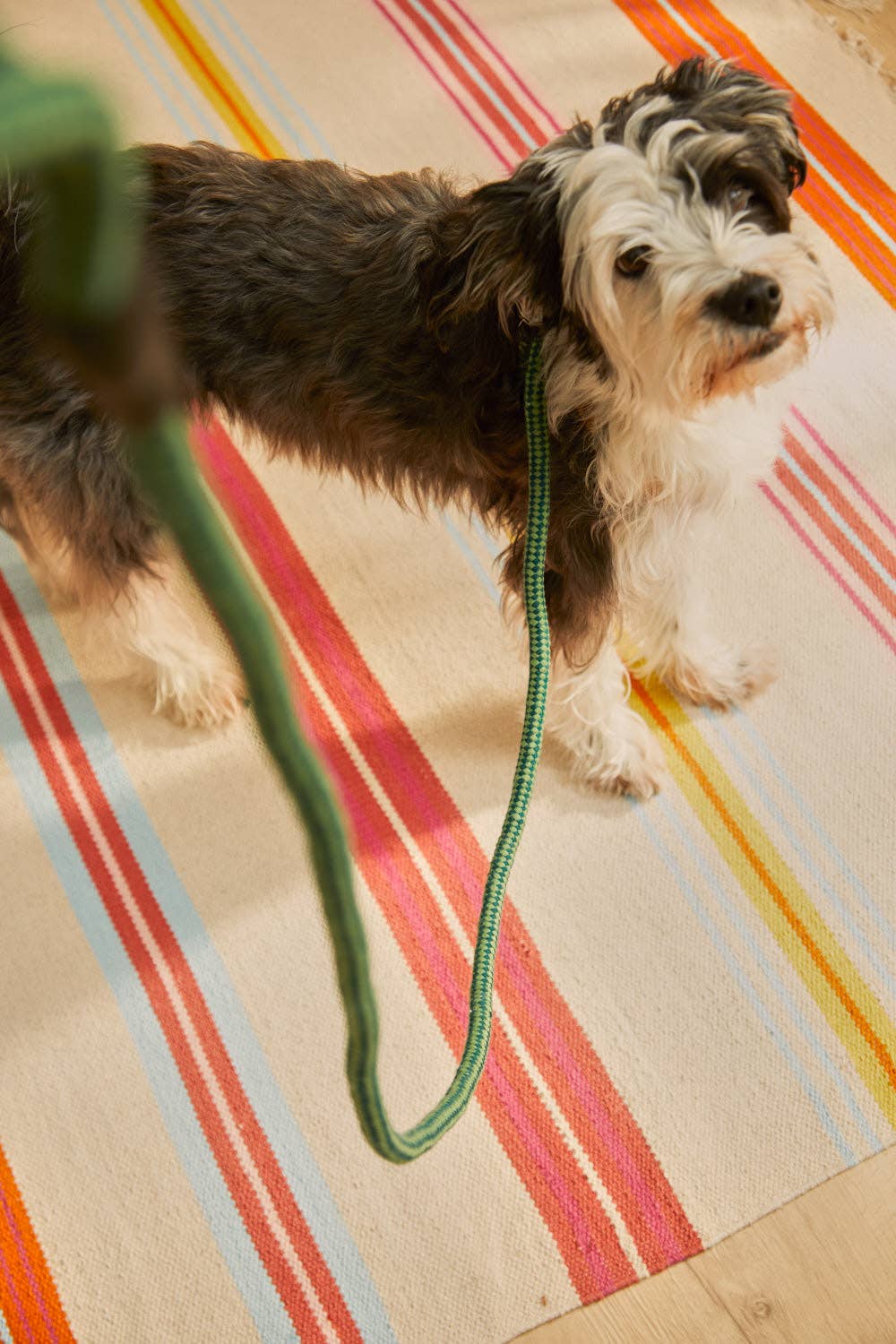 Die stilvolle grüne Stoff-Hundeleine im Einsatz.