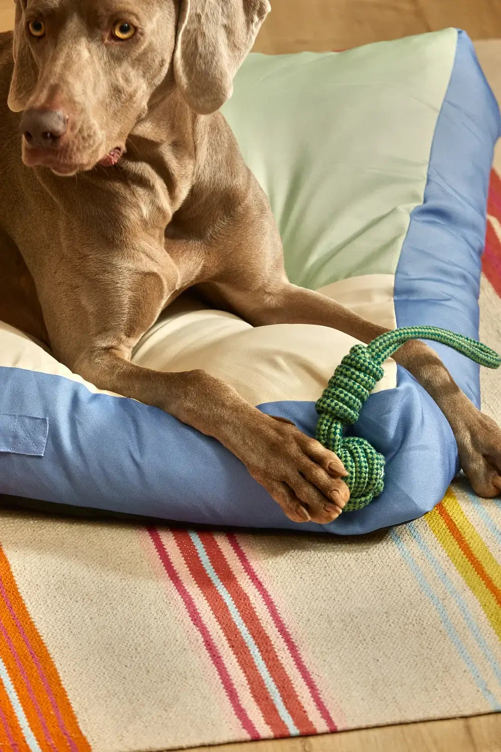 Das stilvolle grüne Zergel auf einem Hundebett.